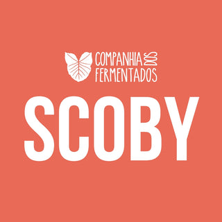 Scoby de Kombucha